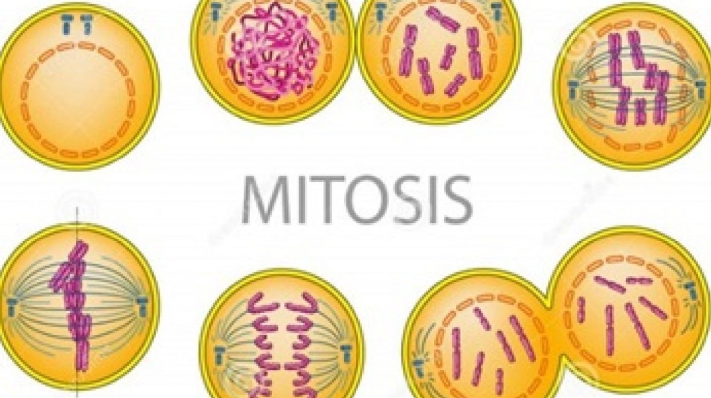 poster tentang tahap pembelahan mitosis dan meiosis