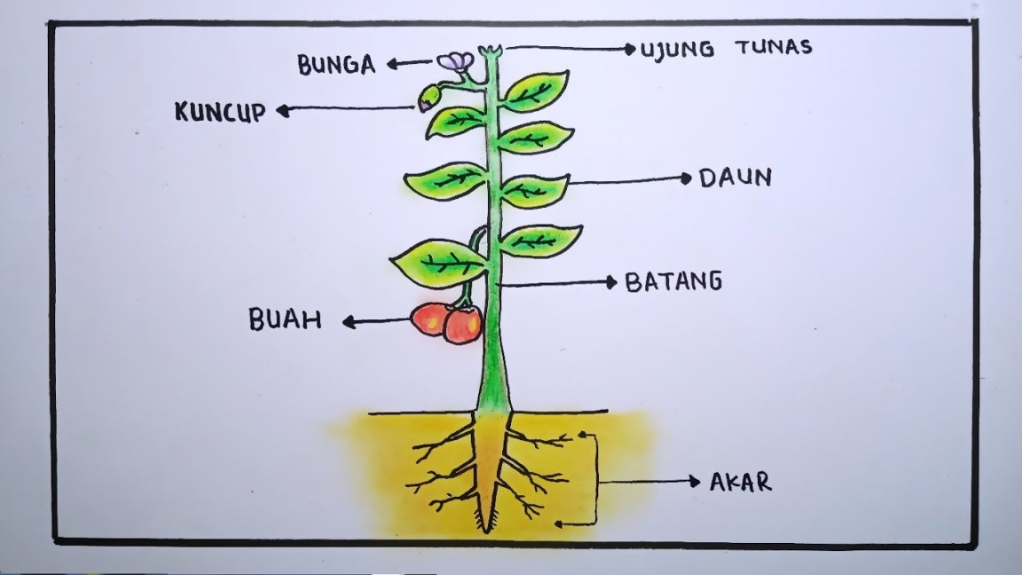 poster tentang struktur tumbuhan
