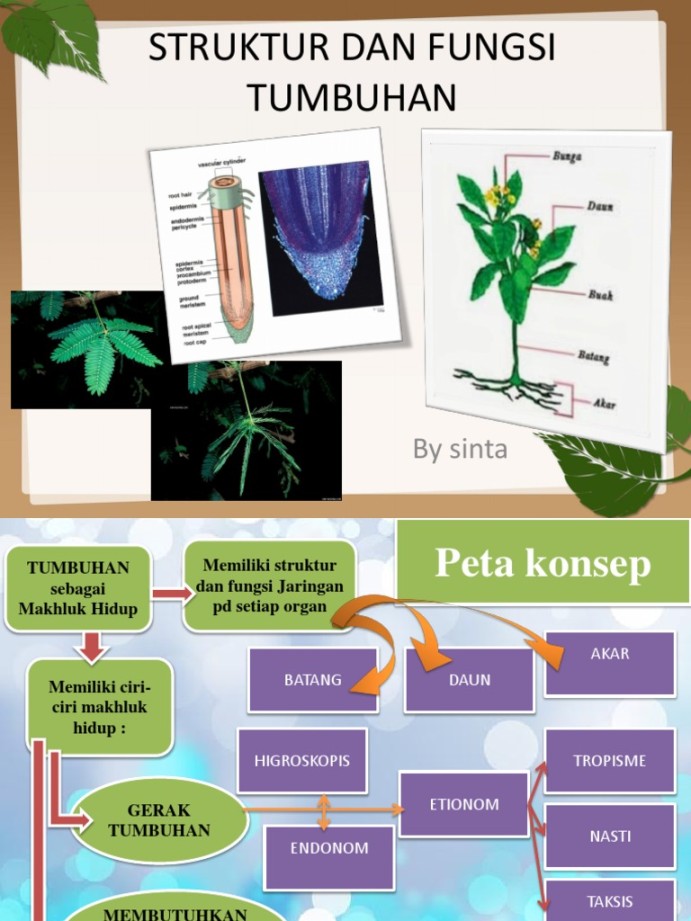 poster tentang struktur tumbuhan
