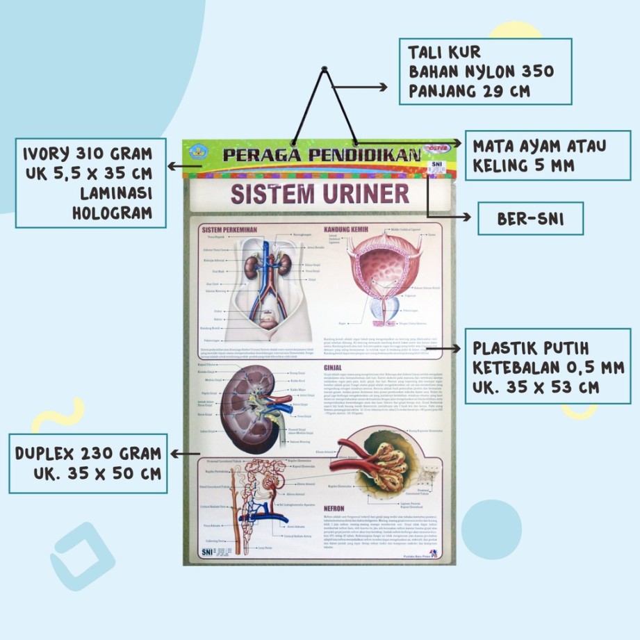 poster tentang sistem urinaria