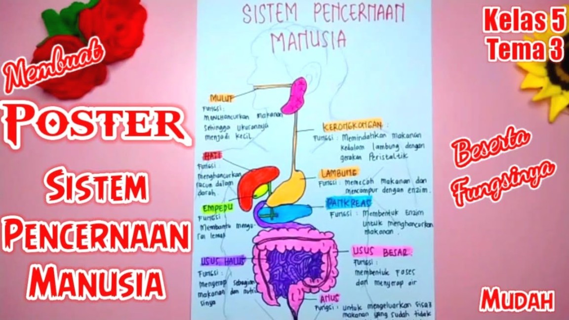 poster tentang sistem pencernaan manusia